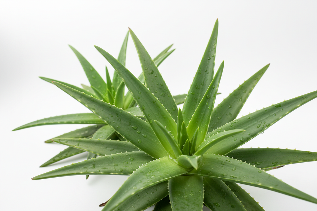 The Benefits of Aloe in Hair Care.